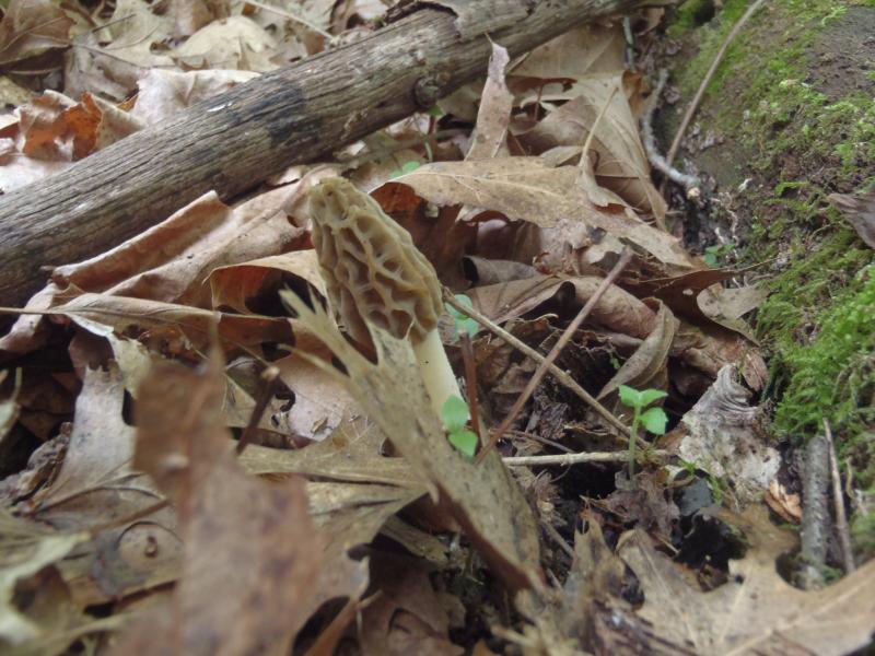 Grindstone Park - Morel 21Apr16.JPG