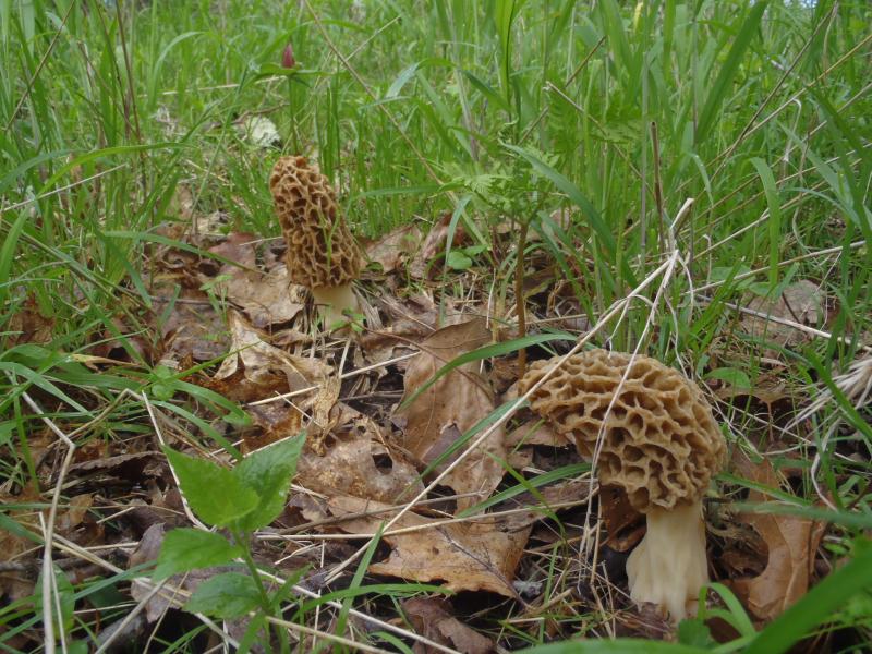 Rockbridge Park - Morel (1) 21Apr16.JPG