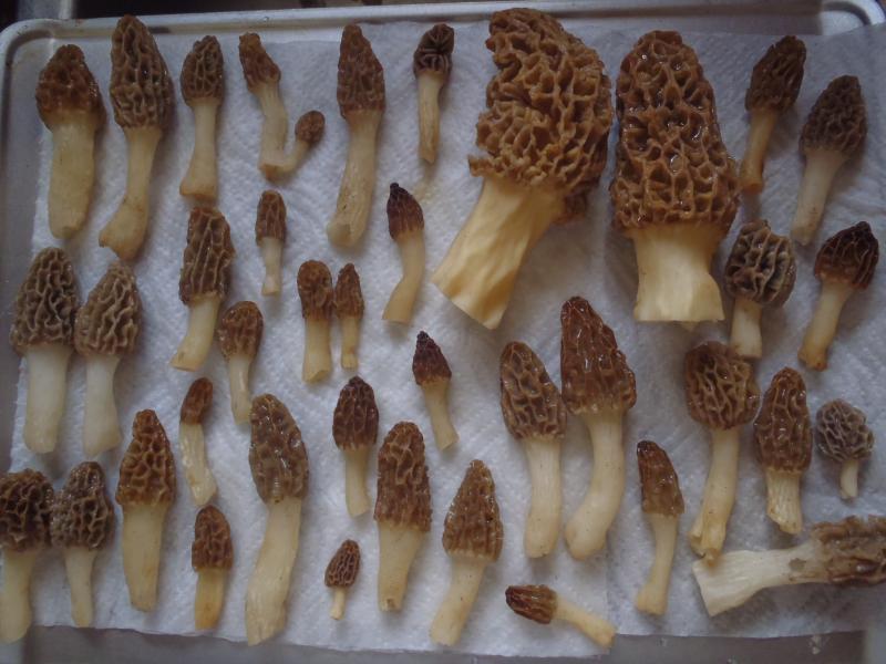 Morels - 21Apr16.JPG