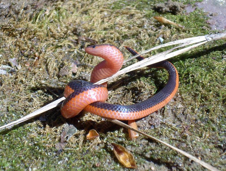 791px-Carphophis_vermis_western_worm_snake.jpg