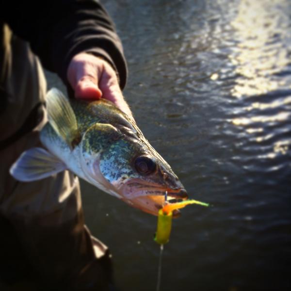 Winter Walleye Fly Fishing Flies - Stockton Lake - OzarkAnglers