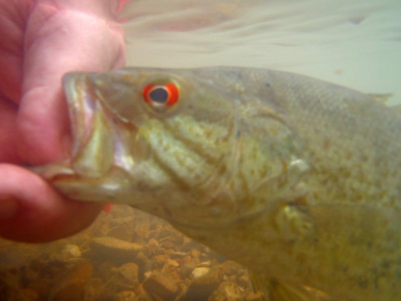 Smallmouth Bass - Spring creek - 03May16.JPG