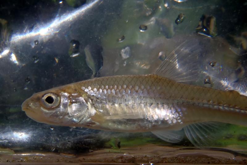 Sand Shiner (2) - Perche Creek - 15May16.JPG