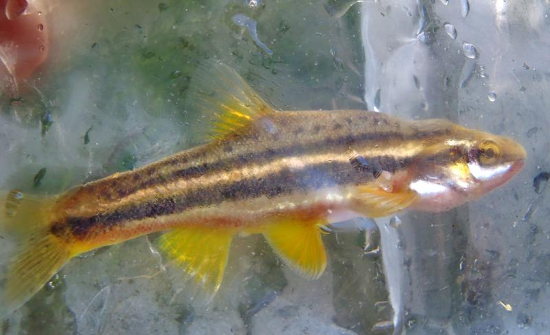 Southern Red Belly Dace - Roaring River - 28May16 (1).JPG
