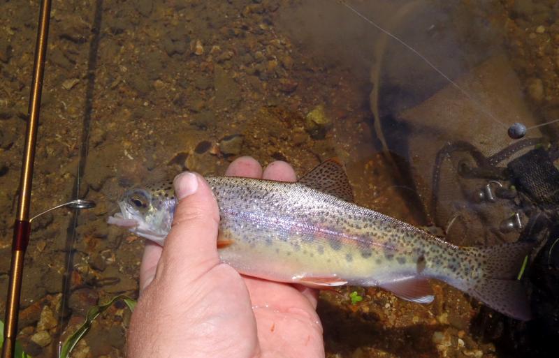 Rainbow trout - Spring River - 28May16.JPG