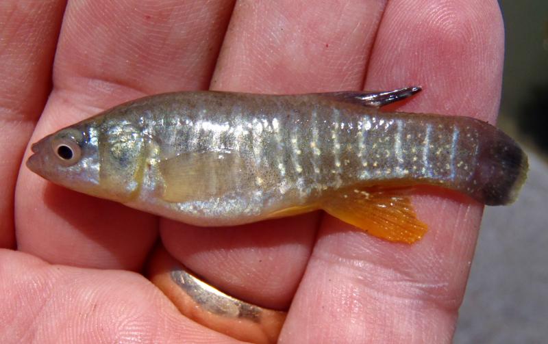 Mummichog Topminnow (2) - Nummy Island NJ - 14Jun16.JPG