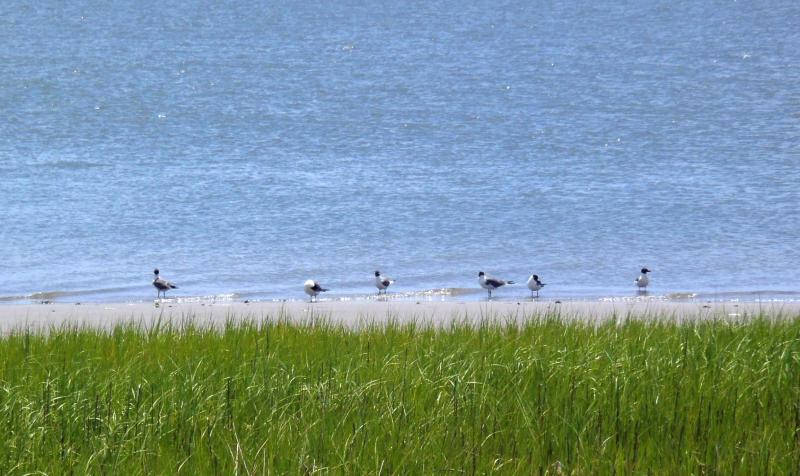 Nummy Island gulls.JPG