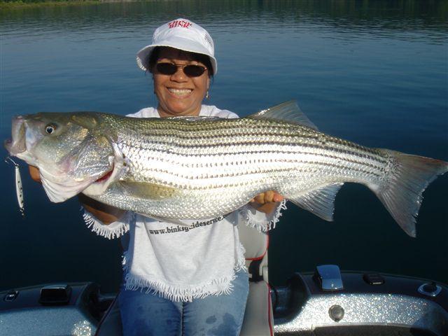 Striper Fishing year around with light tackle - Striper Talk -  OzarkAnglers.Com Forum