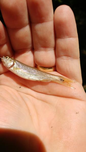 Creek_chub_-_Guthrie_NF_-_18Aug16.jpg