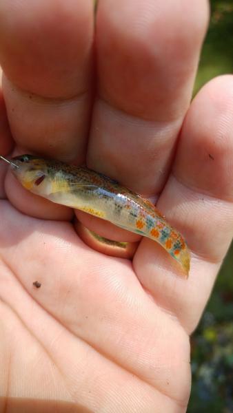 Orangethroat_Darter_-_Guthrie_NF_-_18Aug16.jpg