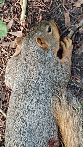 Squirrel_(2)_-_Vermer_Ford_-_21Aug16.jpg