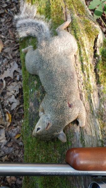 Squirrel_-_Guthrie_NF_-_18Aug16.jpg