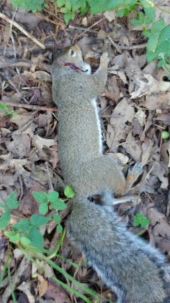 Squirrel_-_Little_Dixie_CA_-_21Aug16.jpg