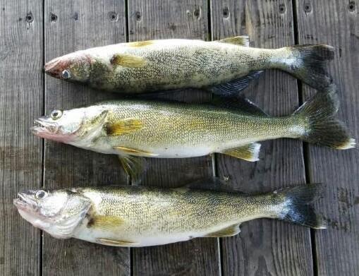 walleye.jpg