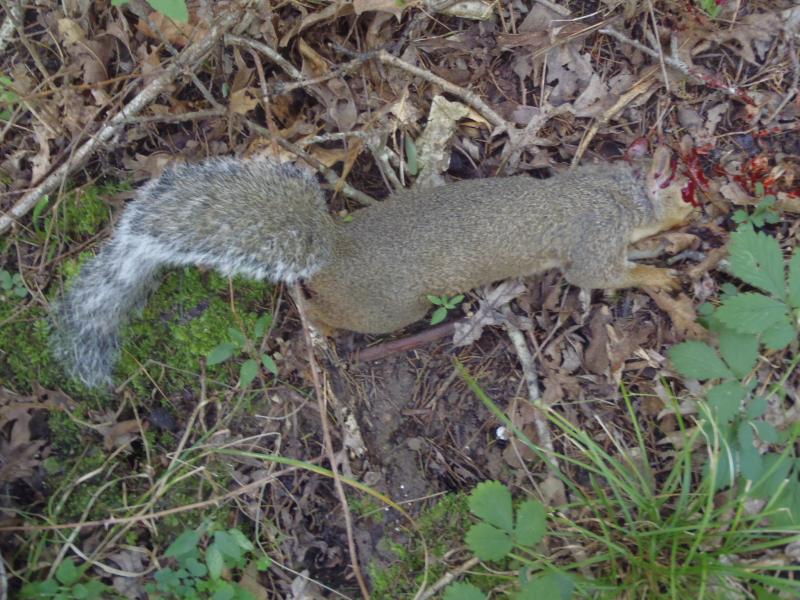 Squirrel - Vermer Ford Natl Forest - 18Sep16.JPG