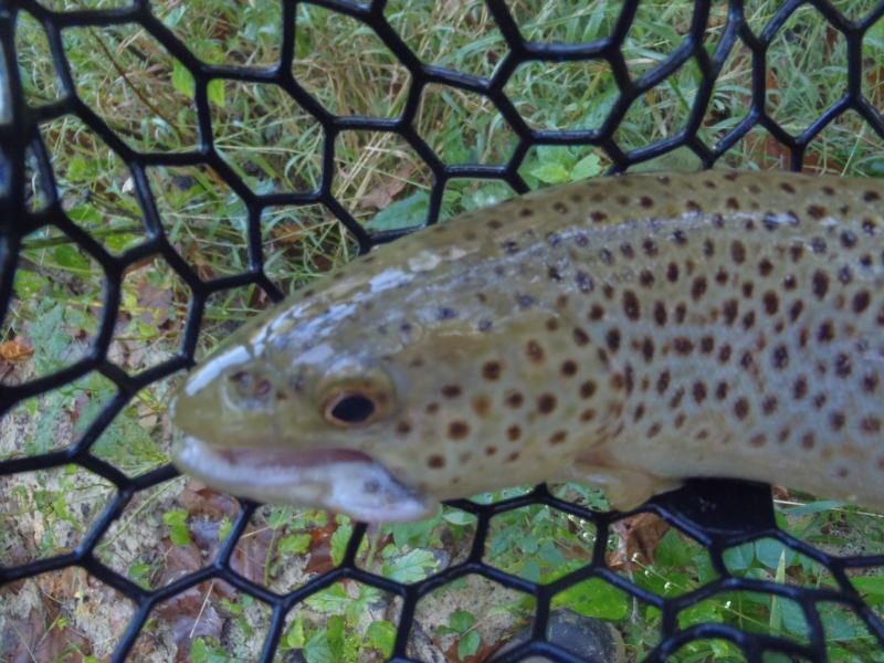 Brown Trout -Current River - Baptist Hole - 20Sep16.JPG