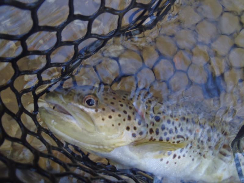 Brown Trout (1) -Current River - Baptist S Curve Hole - 20Sep16.JPG