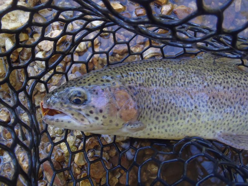 Rainbow Trout (2) -Current River - Baptist S Curve Hole - 20Sep16.JPG