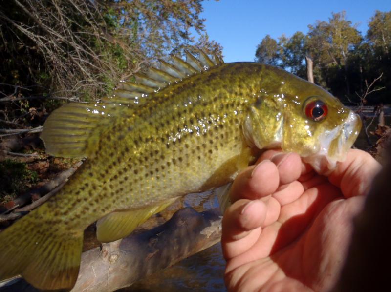 Northern Rock bass - Barclay Access - Niangua - 28Sep16.JPG