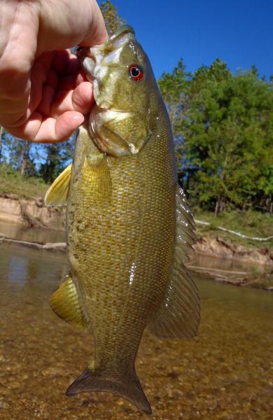 Smallmouth Bass - Barclay Access - Niangua - 28Sep16.JPG