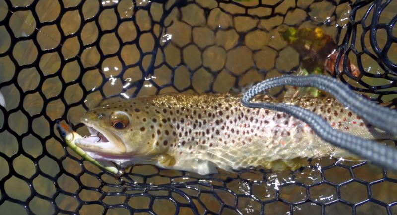 Brown trout - Niangua 64 Bridge - 28Sep16.JPG