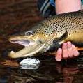 Browntrout