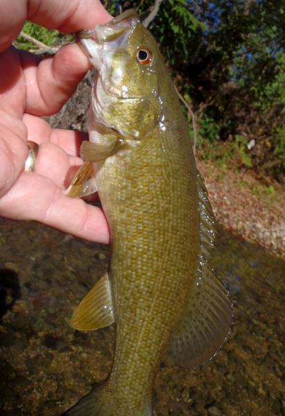 Neosho Smallmouth bass (1a) - Indian creek - 21Oct16.JPG