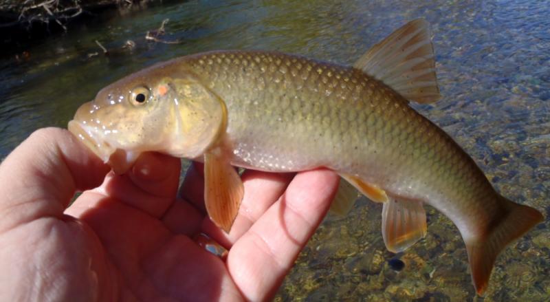 Redspot Chub - Indian Creek (1) - 21Oct16.JPG