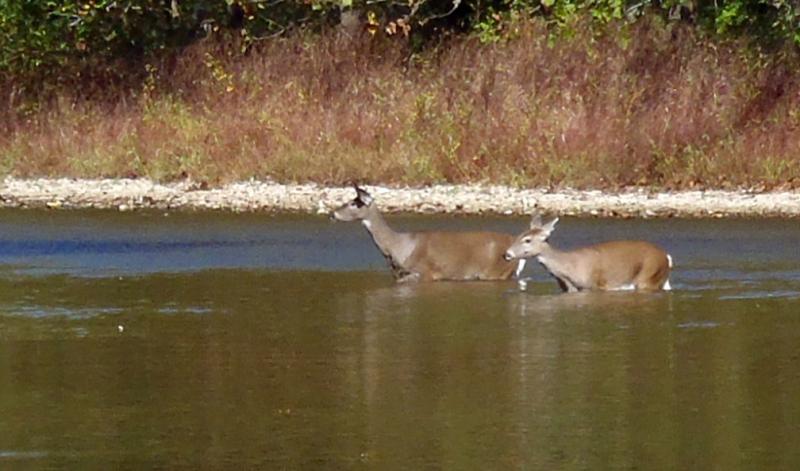 Indian Creek Deer (2) - 21Oct16.JPG