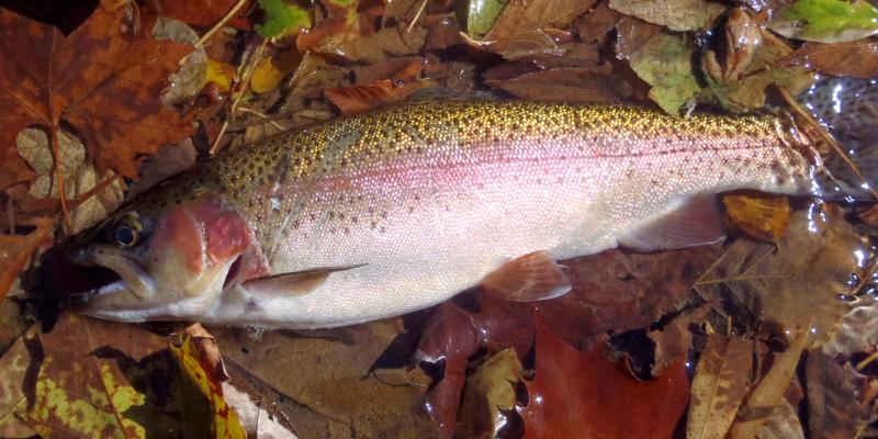 Rainbow trout - 16 inches (1) - Roaring river - 21Oct16.JPG