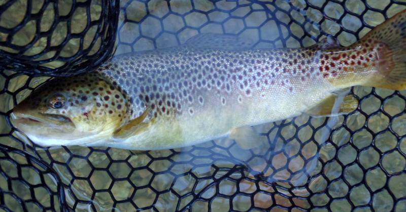 Brown Trout (1) - Roaring River - 21Oct16.JPG