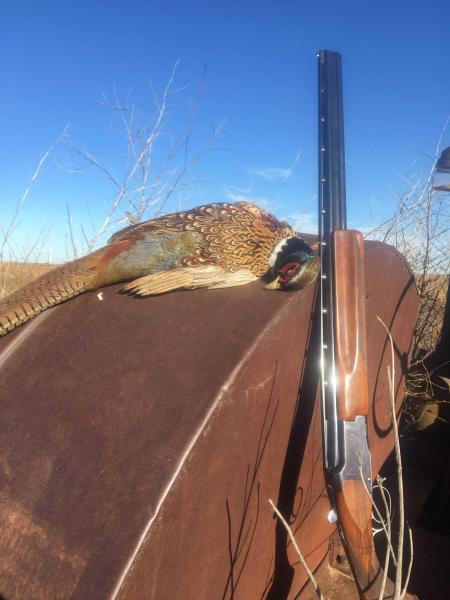 tractor pheasant.jpg