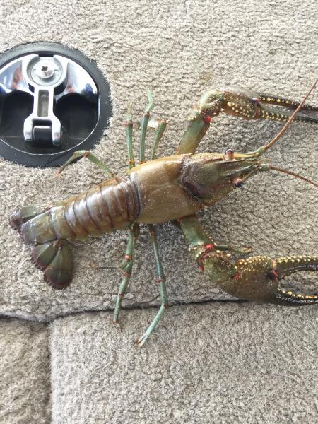 A Beautiful Giant in Ozark Streams: The Longpincered Crayfish
