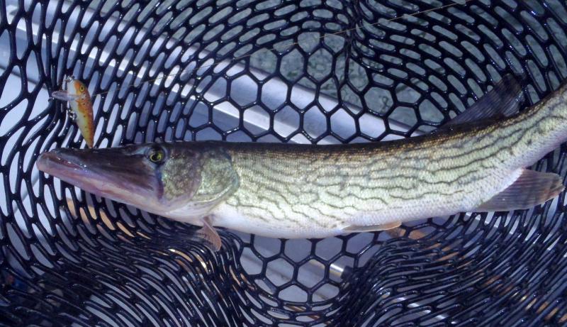 Chain Pickerel  - 25Jan17.JPG