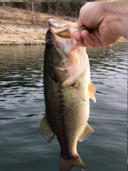 Largemouth1.png