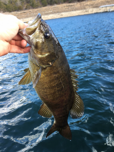 Smallmouth1.png