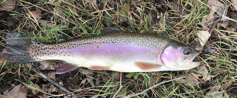 Spring_River_Rainbow.png