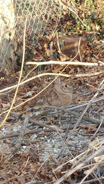 Backyard_bunny_25FEb17.jpg