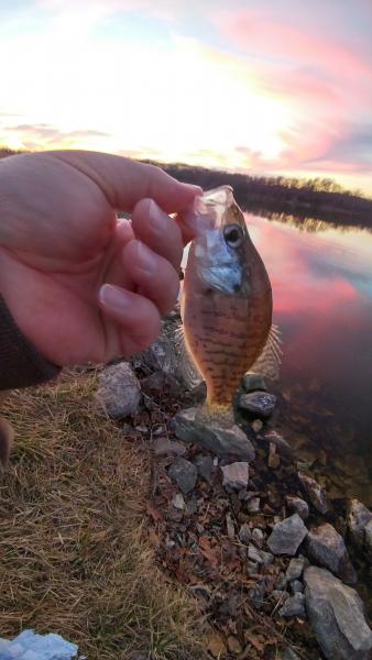 White_crappie_-_Little_Dixie_-_22Feb16.jpg