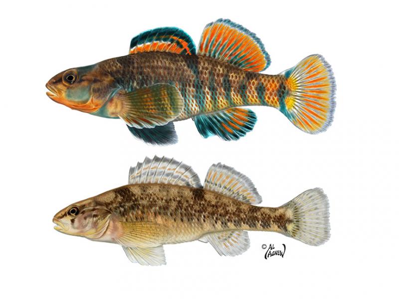 rainbow darter.jpg