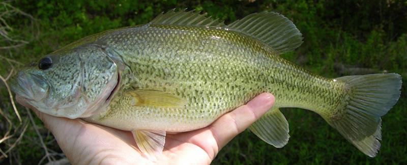 HybridBassLargemouthSpottedNorrisNegus_jpg.jpg