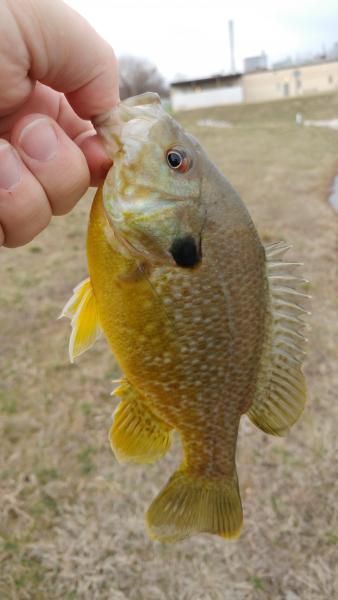 Hybrid_bluegill_green_Sunfish_-_EAG_Pond_-_28Feb17.jpg