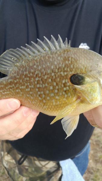 Hybrid_sunfish_(2)_-_EAG_pond_17Mar17.jpg