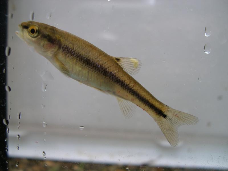 creek chub2.jpg