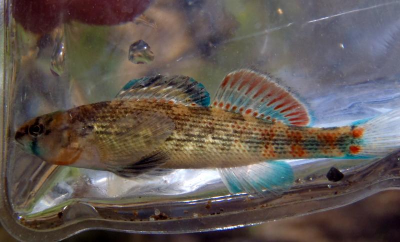 Orangethroat Darter male (2) - Prairie St park stream - 09Apr16.JPG