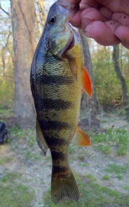 Yellow Perch (1) - Tuckahoe Creek - 12Apr17.JPG