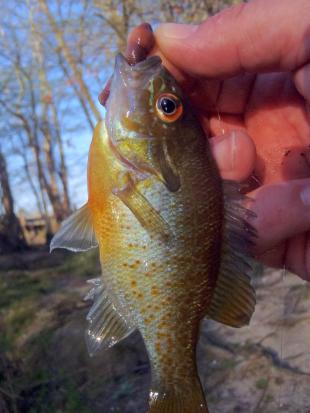 Redbreast Sunfish (1) - Tuckahoe Creek - 12Apr17.JPG