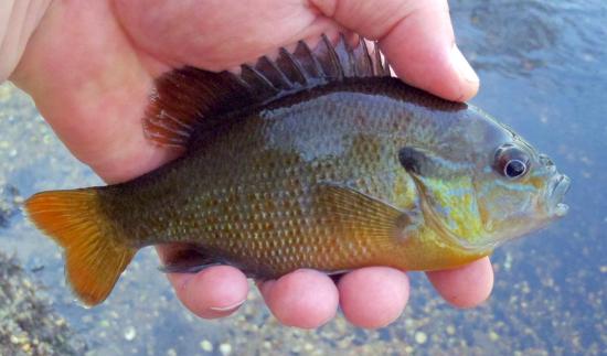 Redbreast Sunfish (2) - Tuckahoe Creek - 12Apr17.JPG