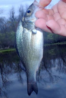 White perch (2) - Tuckahoe Creek - 14Apr17.JPG