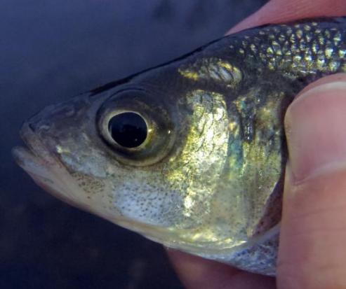 White perch closeup - Tuckahoe Creek - 14Apr17.JPG